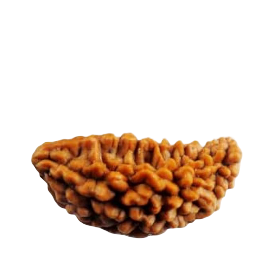 1 Mukhi Rudraksha